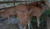 Belum Kunjung Diganti, Tujuh Ekor Sapi Bantuan Pemerintah Diduga Dijual Poktan di Desa Gunungkeling