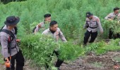 25 Hektare Ganja Siap Panen Dibongkar Bareskrim Polri di Nagan Raya Aceh